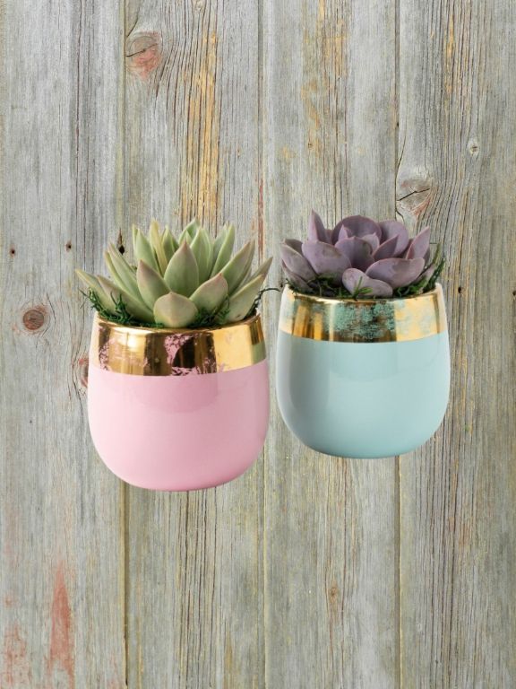 4" GOLD LEAF SUCCULENT PLANT COMBO
